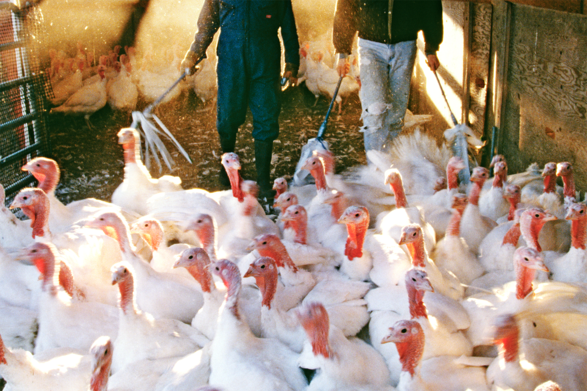 Puten im Premium Stall.