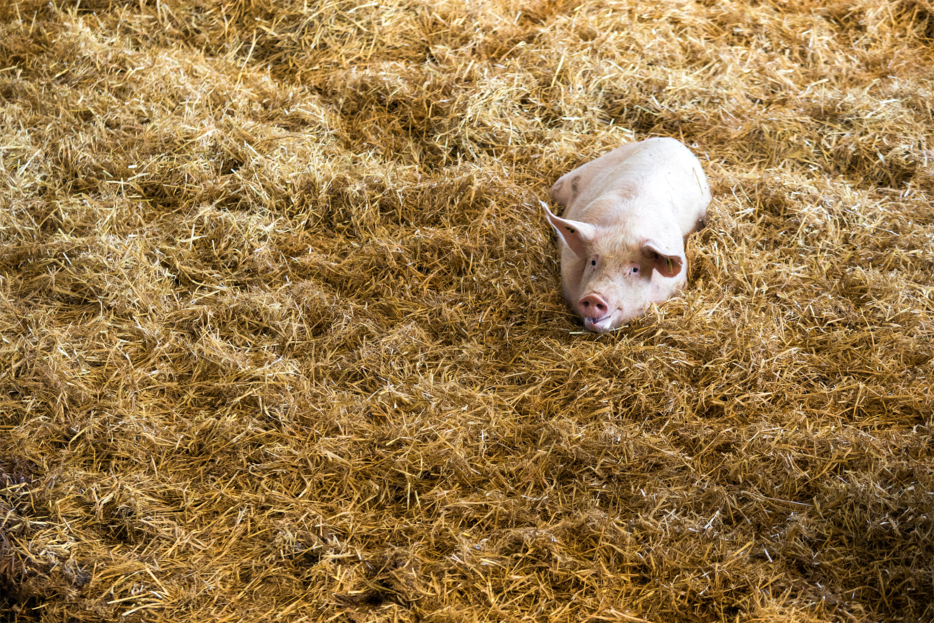 Schwein liegt entspannt auf einer dicken Schicht Stroh in einem Stall.