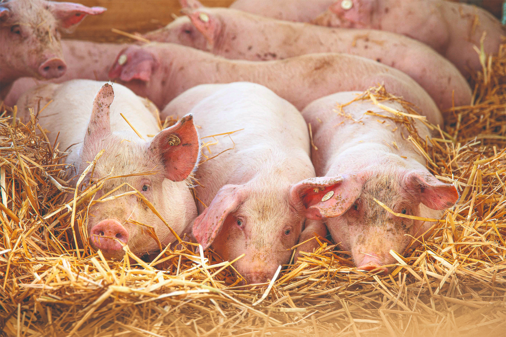 Eine Gruppe von Schweinen liegt gemeinsam auf einem frischen Haufen Stroh.