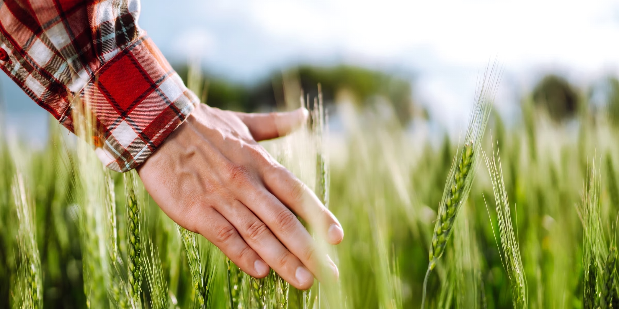 Eine Hand streift sanft über ein Weizenfeld.