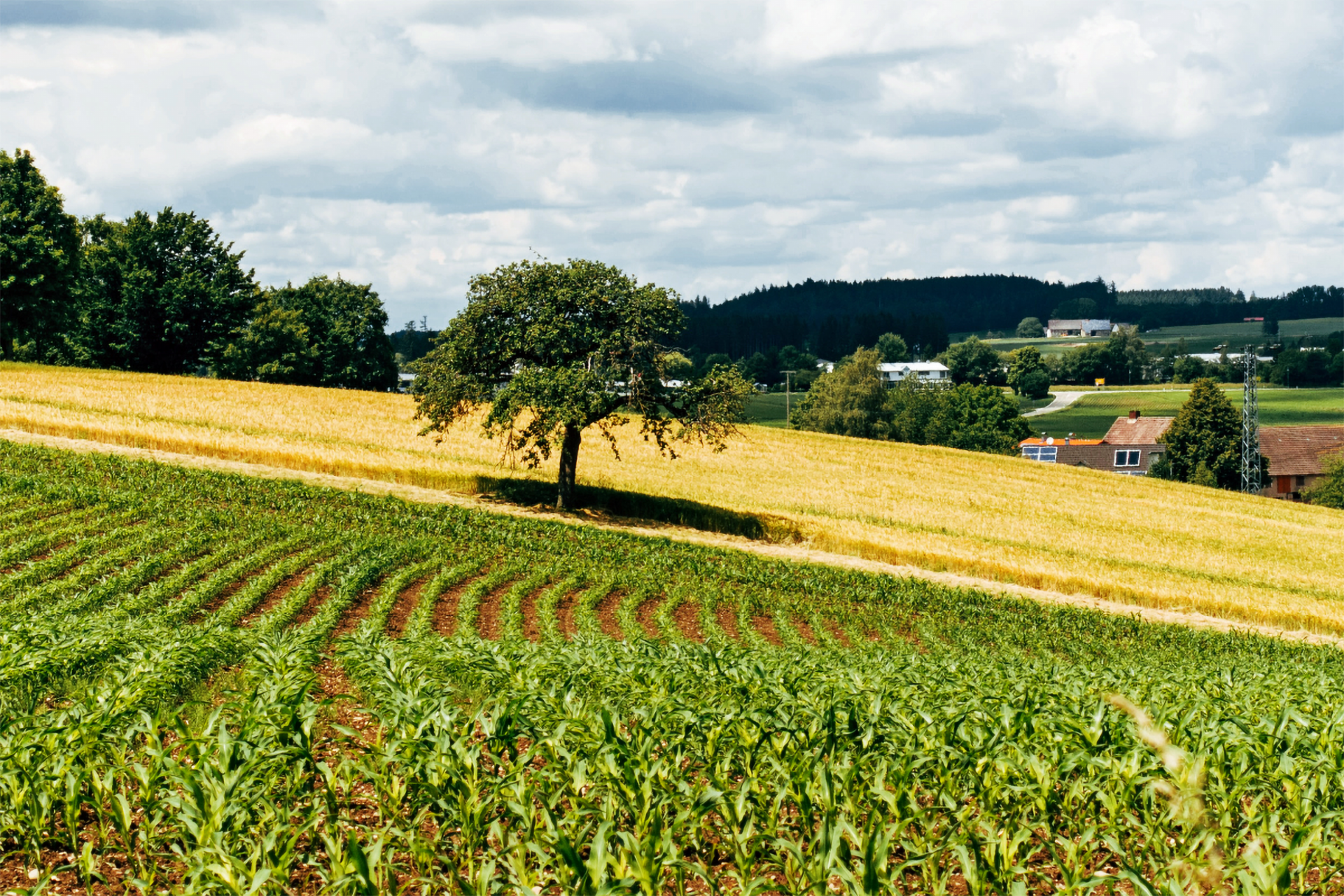 Zwei Felder mit einem Baum.