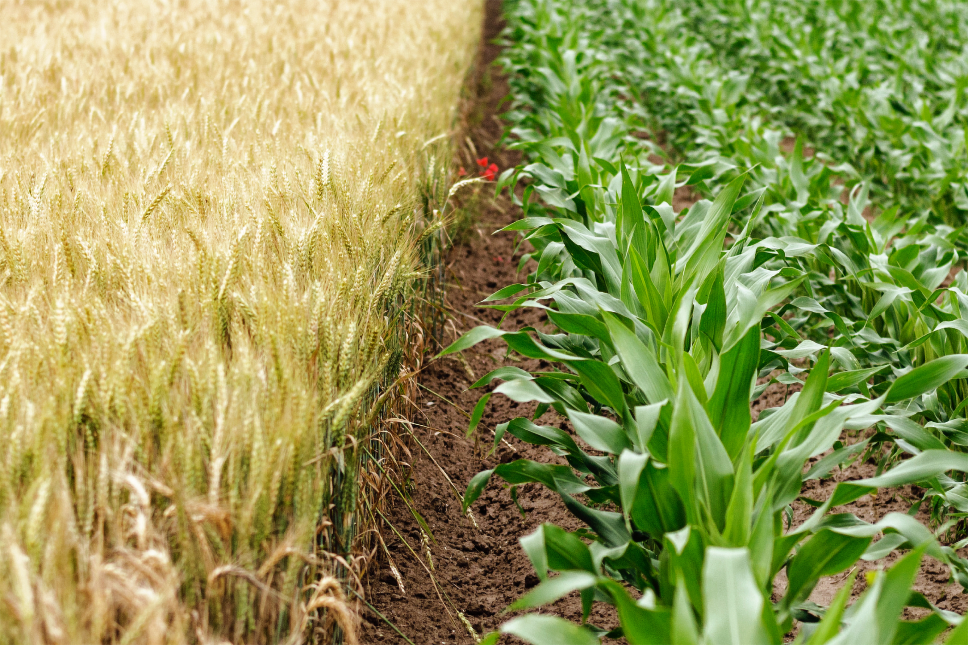 Zwei Felder mit Weizen und Mais.