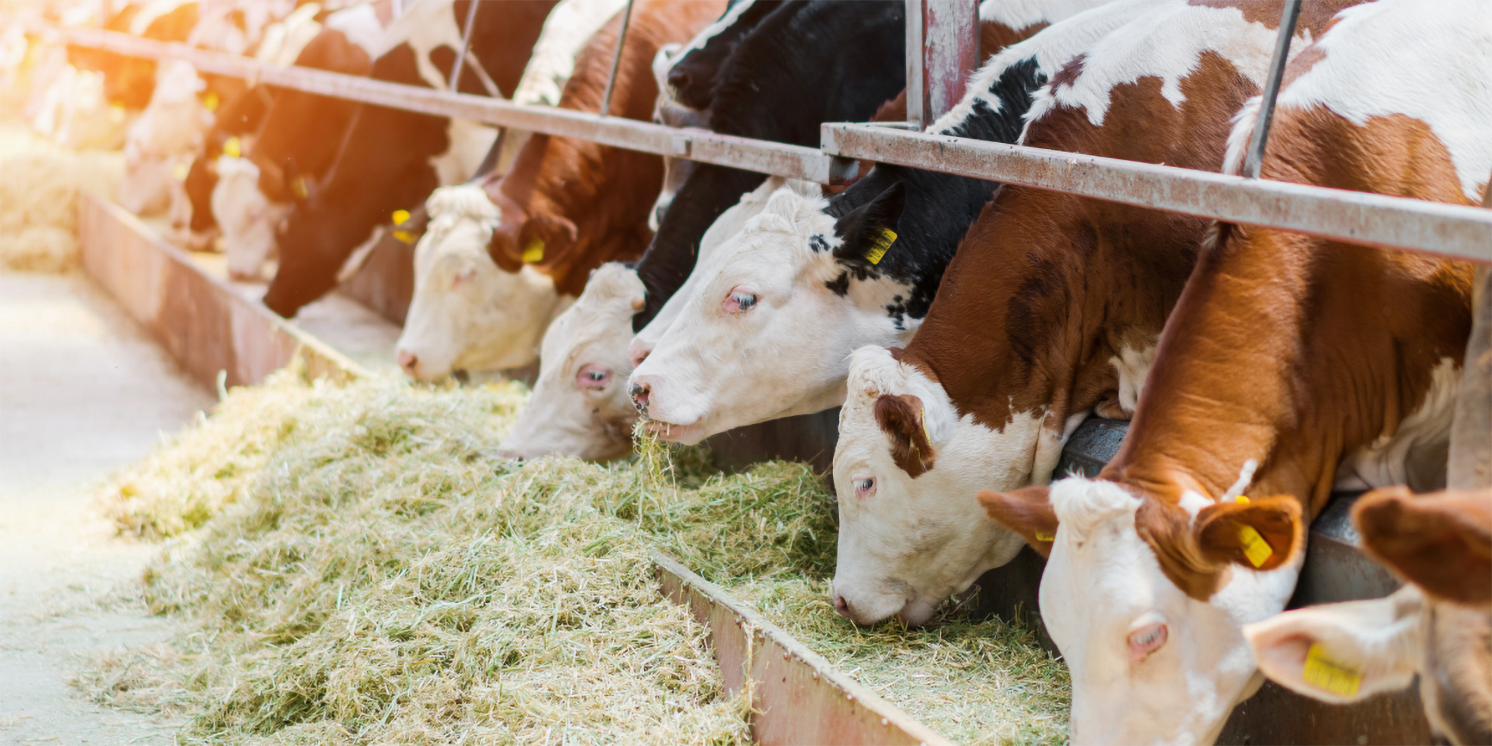 Kühe fressen nebeneinander aus einem langen Futtertrog.