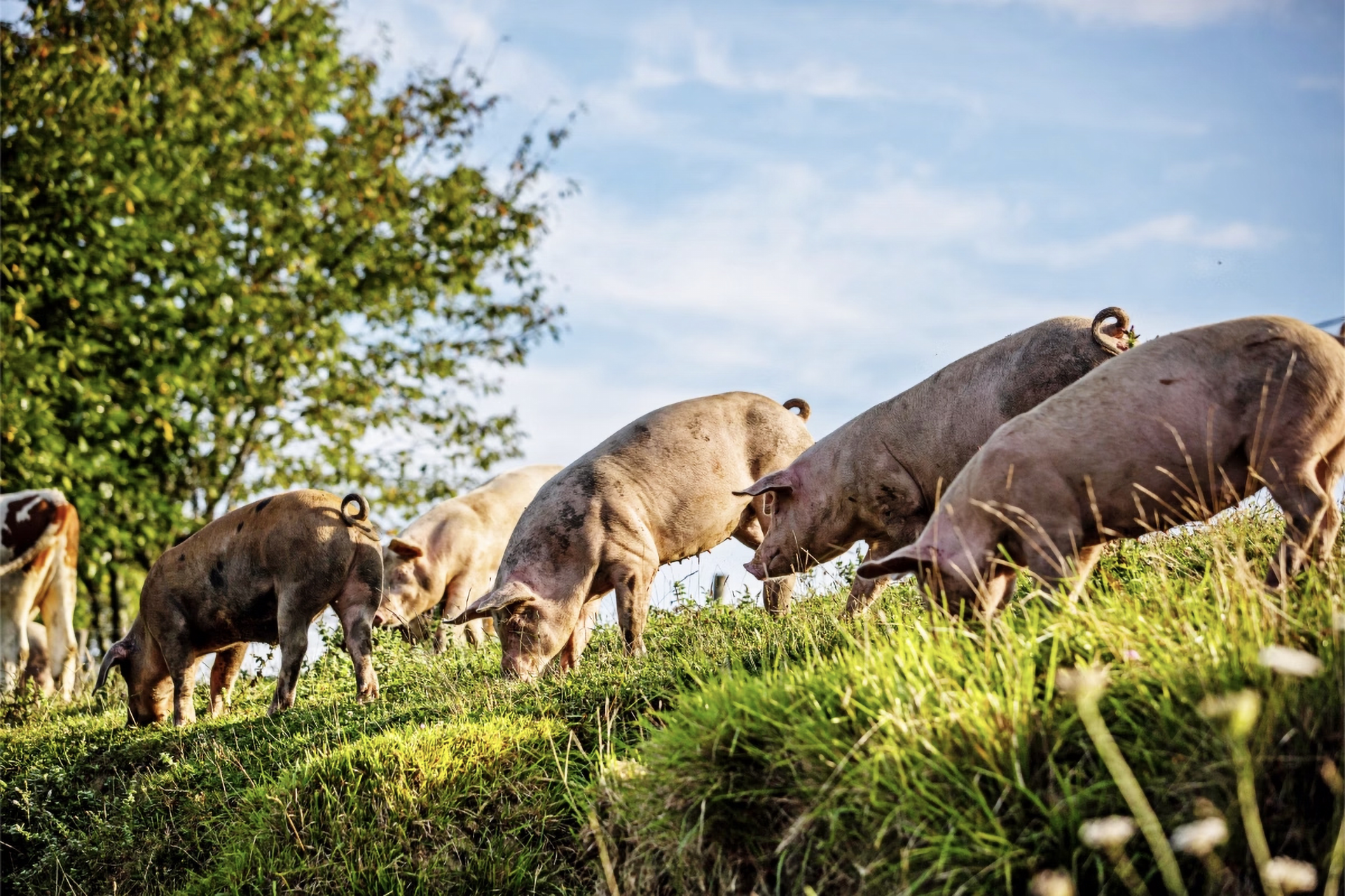 Eine Gruppe von Schweinen grast auf saftiger Wiese.